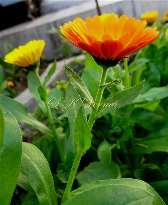  Flowering Shoot